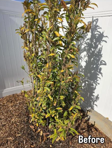 Struggling shrub before MicroRevive treatment