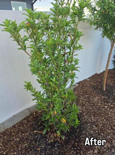 Healthy shrub after MicroRevive treatment