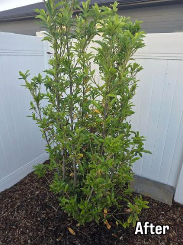 Healthy shrub after MicroRevive treatment