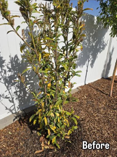 Struggling shrub before MicroRevive treatment